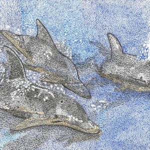 Dolphins